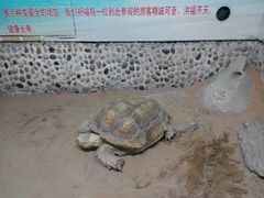-上海大自然野生昆虫馆(东方明珠·爬宠昆虫探索中心)