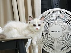 -美美宠物诊疗中心·异宠·骨科(滨江东信分院)