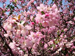 -昆山城市生态森林公园