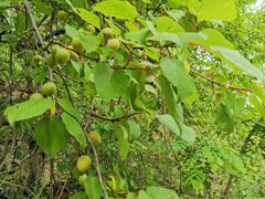 -鲁山国家森林公园