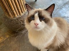 -喵屿·大理花园猫咖