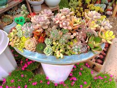 -龙大花卉苗木市场