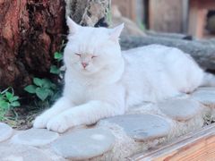 -喵屿·大理花园猫咖