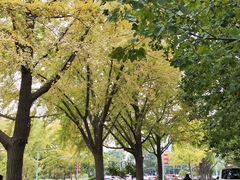 -三里屯东五街银杏大道
