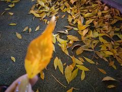 -星巴克(北京成寿寺路店)