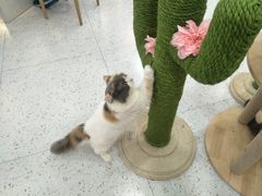 -喵园·猫主题咖啡厅·撸猫·猫咖(国贸店)