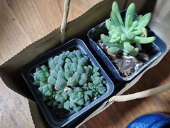 -茶马花街(城西银泰城店)