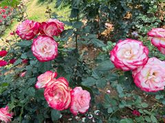 -人民公园(罗湖区)