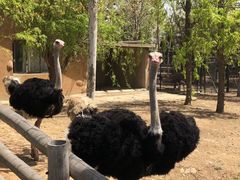 -大连森林动物园