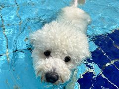 -趣玩宠物乐园寄养训犬训狗游泳池