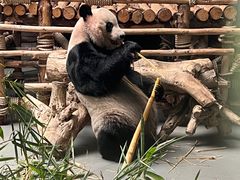 -东莞香市动物园