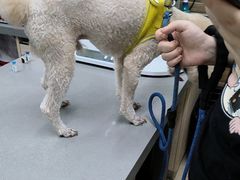 -爱侣宠医·鹦鹉专科·小型哺乳类·异宠专科(灵石路店)