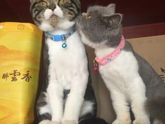 -芭比堂动物医院·犬猫全科·异宠专科(雁塔分院)