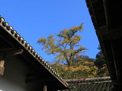 -千年银杏谷文化旅游区
