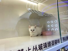 -小猫来了·猫舍(红山六九七九店)