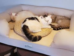 -Cappucimeow猫咪咖啡馆(韦伯时代店)