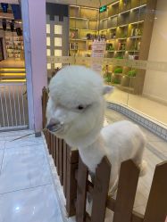 -Moni星球萌宠·小马宝莉·灵蛇·高端高阶全萌宠互动体验俱乐部(红豆国际广场店)