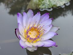 -欢乐海岸水秀剧场