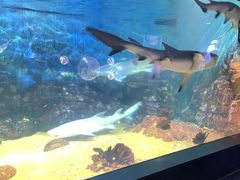 -烟台海昌鲸鲨海洋公园