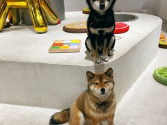 -柴务处·柴犬主题狗咖