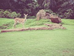 -海南热带野生动植物园