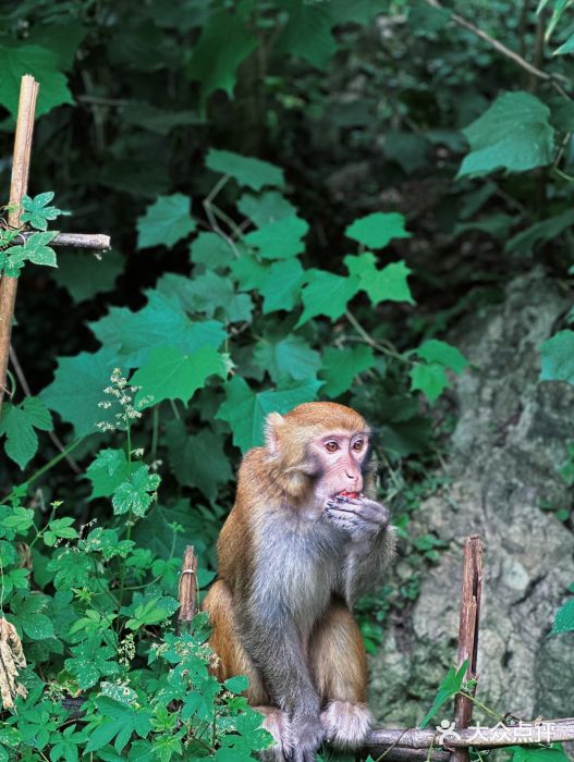 黔灵山公园图片