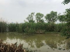 -艾溪湖湿地公园