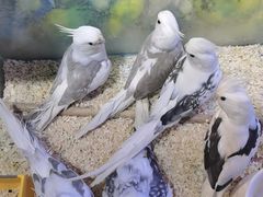 -青石桥花鸟鱼虫市场(叠翠城店)