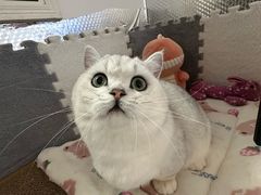 -翊宠yipet猫狗购宠庄园