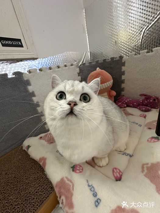 翊宠yipet猫狗购宠庄园犬舍•猫舍图片