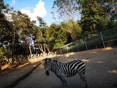 -清迈夜间动物园