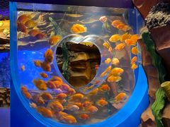 -芜湖新华联大白鲸海洋公园