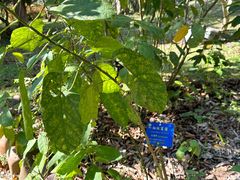 -中国科学院西双版纳热带植物园