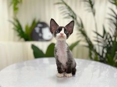 -山宅一喵德文卷毛猫舍