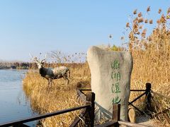 -溱湖国家湿地公园