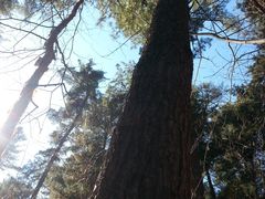 景点-五营红松林海景区