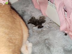 -爱侣宠医·鹦鹉专科·小型哺乳类·异宠专科(灵石路店)