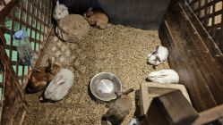 -酷嗒动物文化乐园(cutezoo西溪乐天城店)