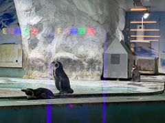 -北戴河圣蓝海洋公园