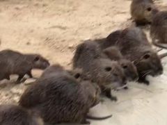 -泉州海丝野生动物世界