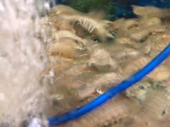 -鑫渔港海鲜本地菜·山海关浑锅(东戴河店)