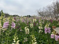 -厦门园林博览苑