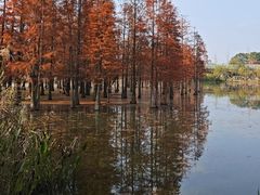 -白鹭湾湿地公园