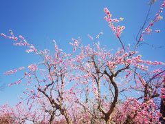 -诗经里