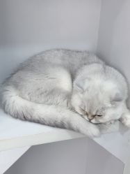 -熙画美上门化妆·化妆课·新娘跟妆(上海体育场店)