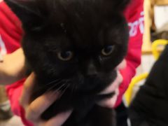 -喵屿·大理花园猫咖