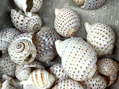 -青岛贝壳博物馆