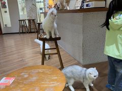 -有猫主题·治愈系猫咖(曾厝垵店)