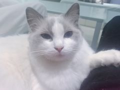 -喵的天空名猫咖啡馆·撸猫·猫舍·用品