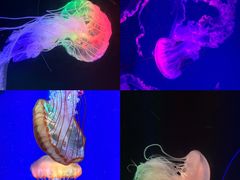 -海合安成都极地海洋公园